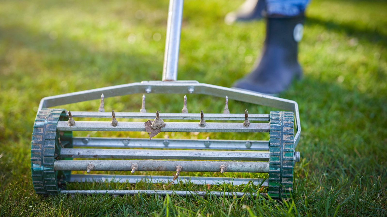 Picture of grass aerator on the green lawn