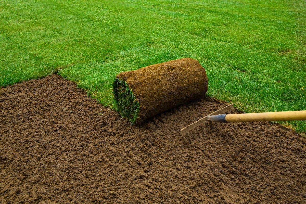 Gardener applying turf rolls in the backyard