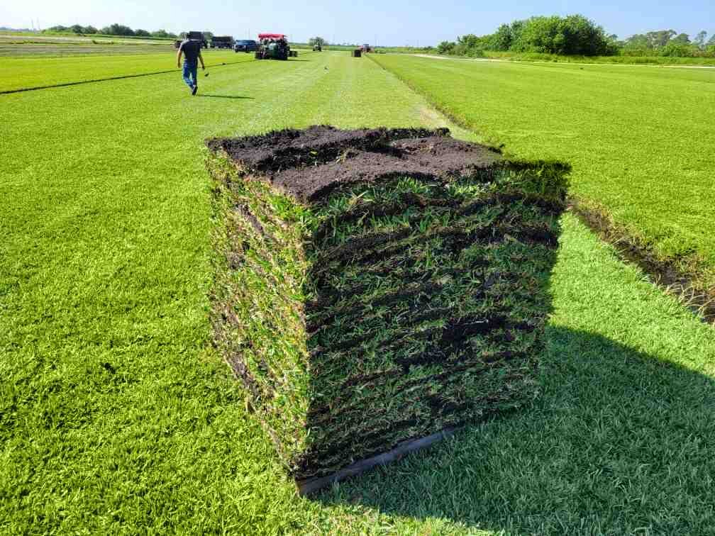 how-to-lay-bermuda-grass-sod