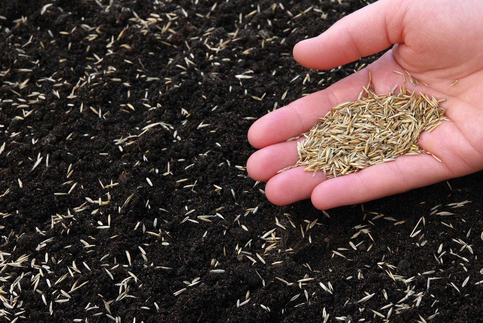 thicken-up-lawn-with-overseeding